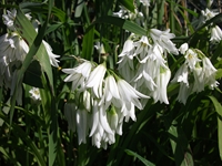 cantara Calatabiano18032012 028